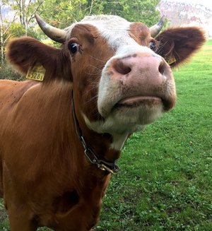 Die Kuh, die Milch und das Horn – myPfadFinder