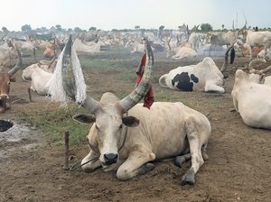 Wegzüchten statt Wegbrennen: Kühe ohne Hörner 